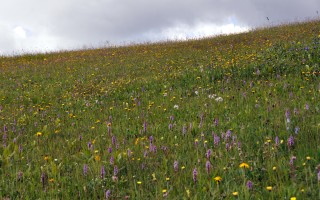  Blumenwiese