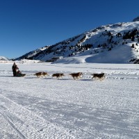  Körbersee Schlittenhunde