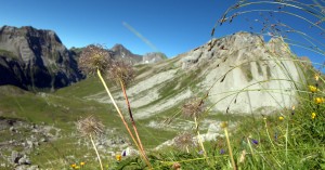  verblühte Berganemone im Kaisertal