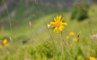  Arnika - Bürstegg
