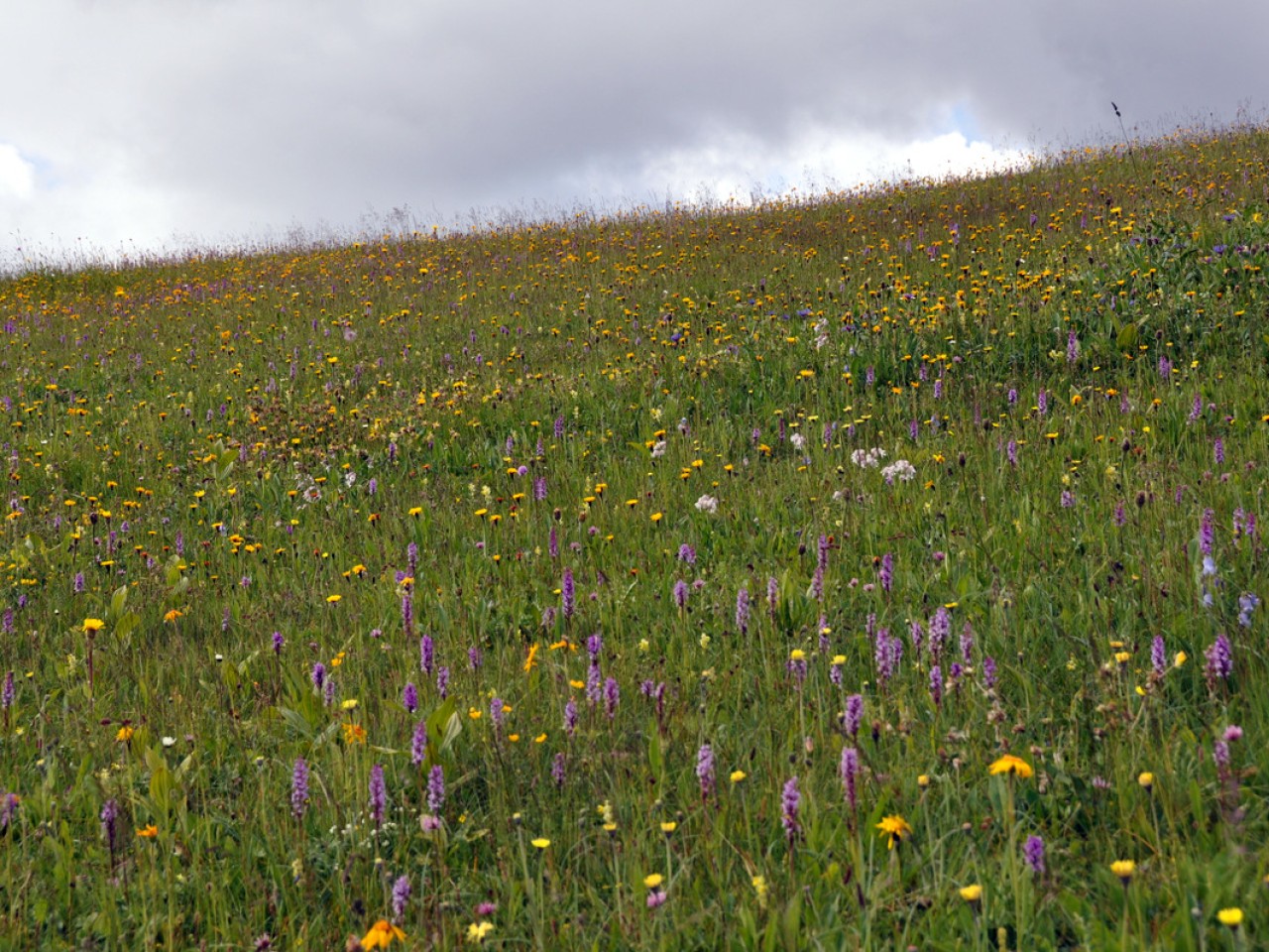  Blumenwiese