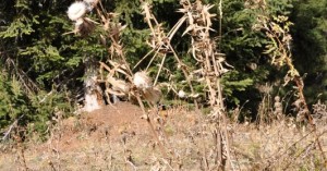 Distelblume