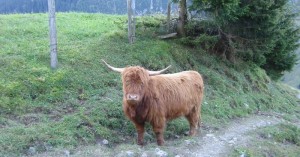  Hochlandrind