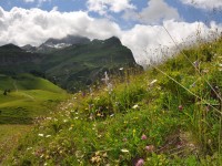 Blumenwiese in der Nähe des Bürsteggs
