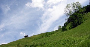  Bodenalpe - Alpe Erlach - Almajurtal