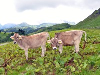 Kühe auf dem Bürstegg