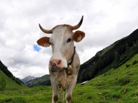 Wanderung_zur_Alpe_Kaisers_im_Juli_2012_-_11.jpg