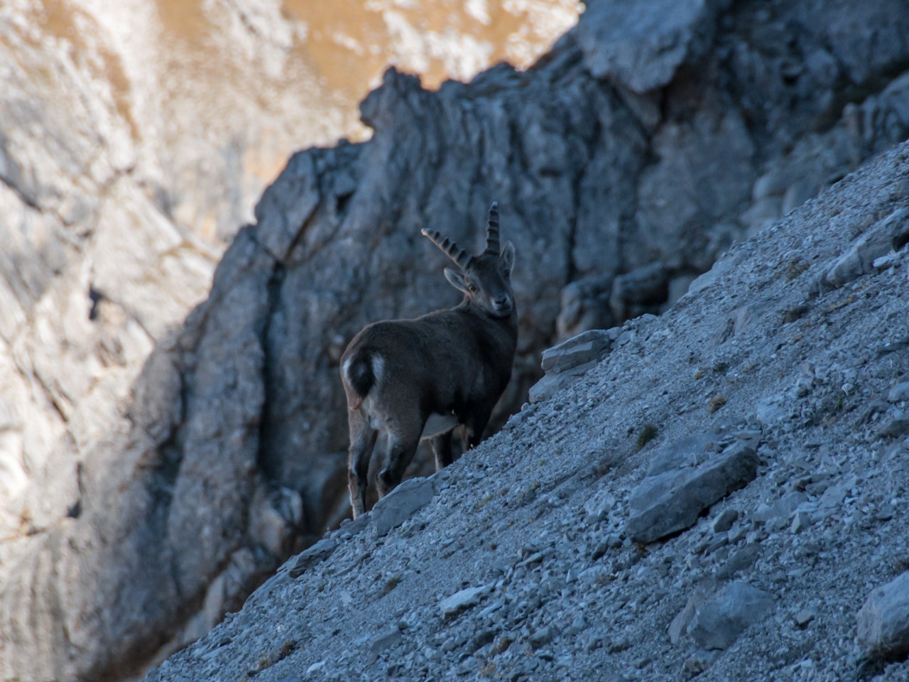  Steinbock