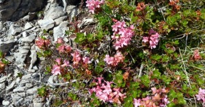  Alpenrosen - Grubachspitze
