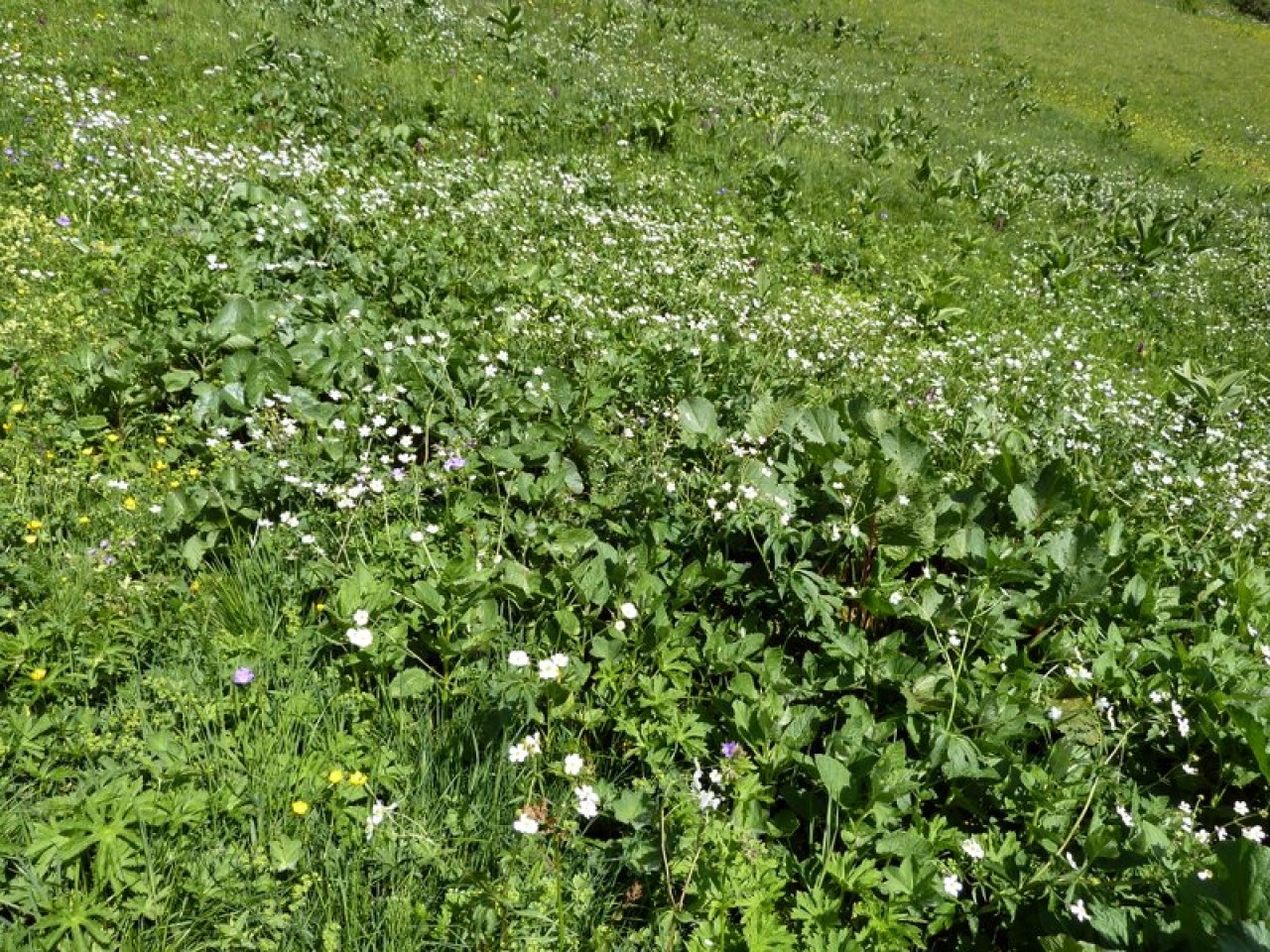  Bergwiese Krabach