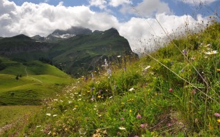  Blumenwiese in der Nähe des Bürsteggs
