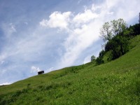 Bodenalpe - Alpe Erlach - Almajurtal