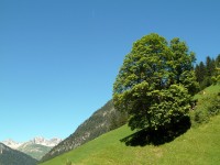 Gramais