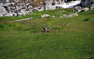  Murmeltiere unterhalb des Auenfelder Horns
