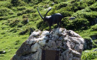  Steinbock