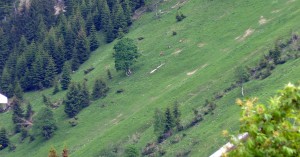 Wild in der Nähe von Fallerschein