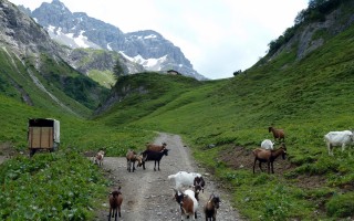  Ziegen in Krabach