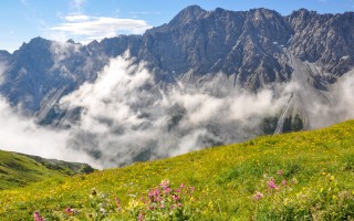  Alpenblumen-hahntennjoch-01