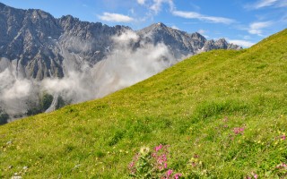  Alpenblumen-hahntennjoch-02