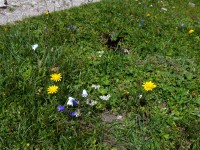 Blumen auf der Memminger Hütte