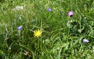  Alpenblumen am Fuchsensattel