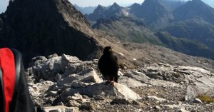  Alpendohle Mädelegabel