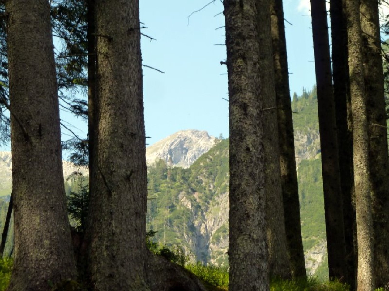  Blick durch den Wald