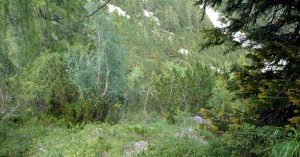  durch den Wald