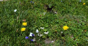  Blumen auf der Memminger Hütte