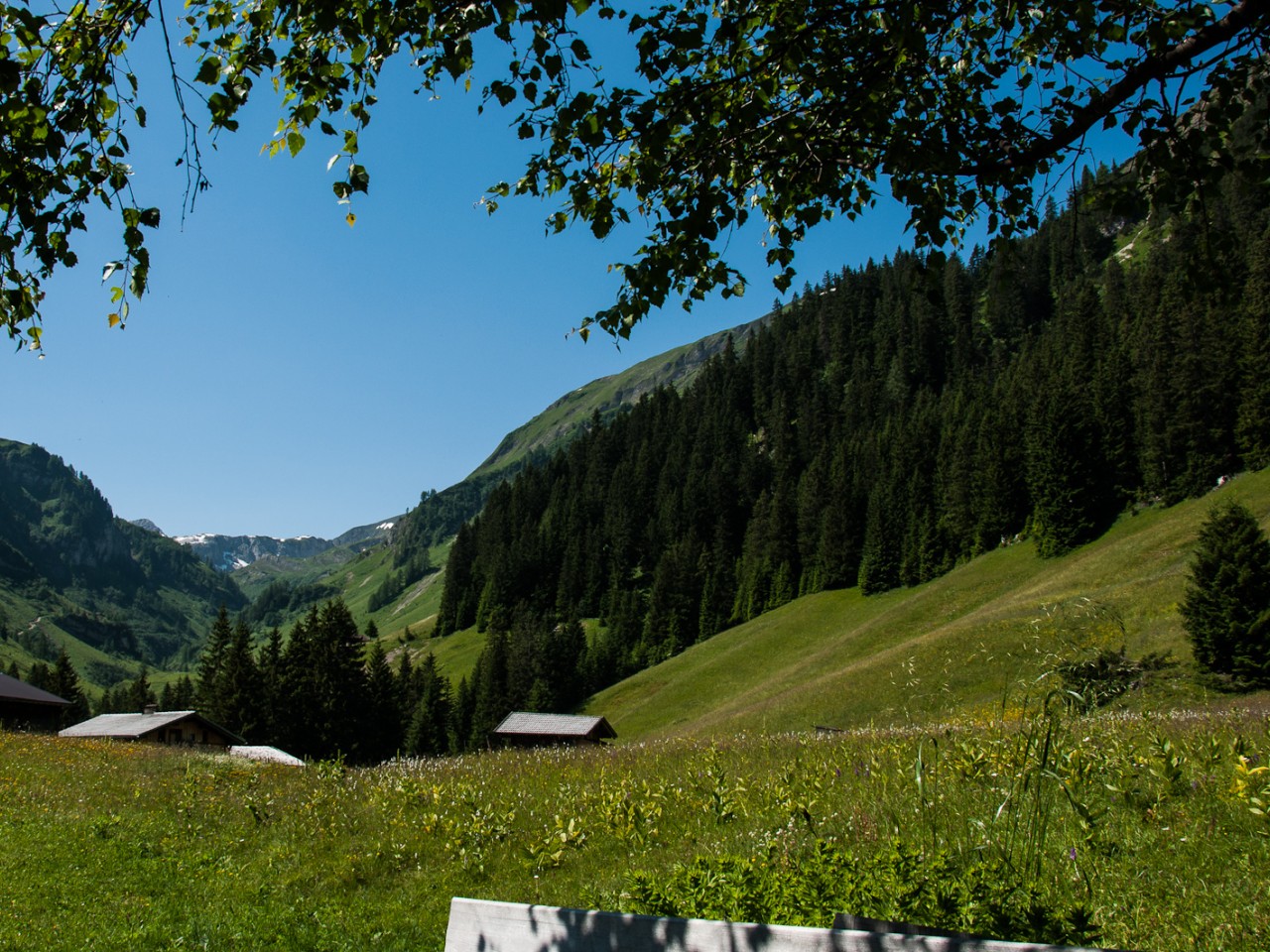  Bockbach - Gams Vroni