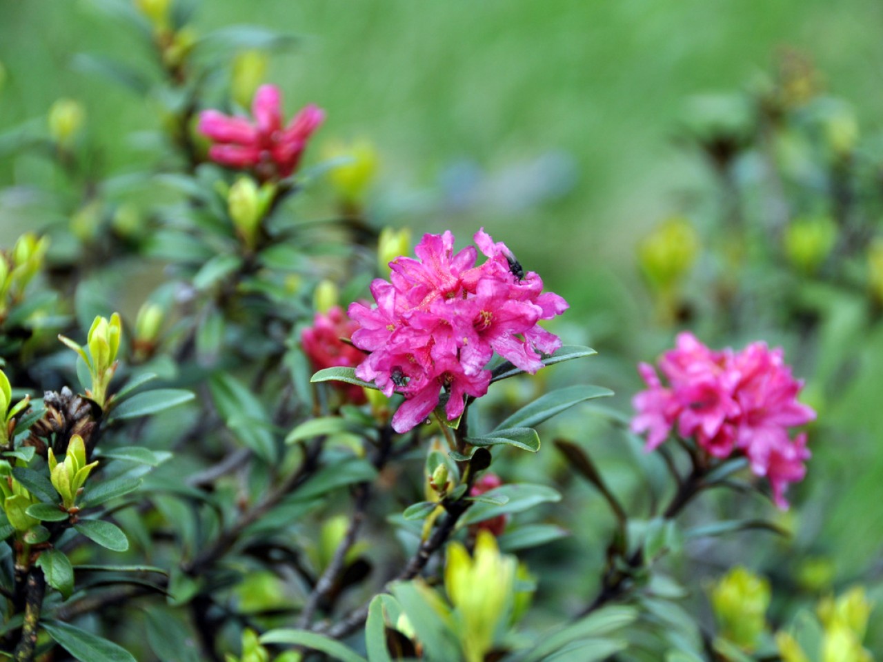  Alpenrosen