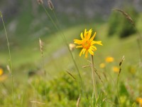 Arnika - Bürstegg