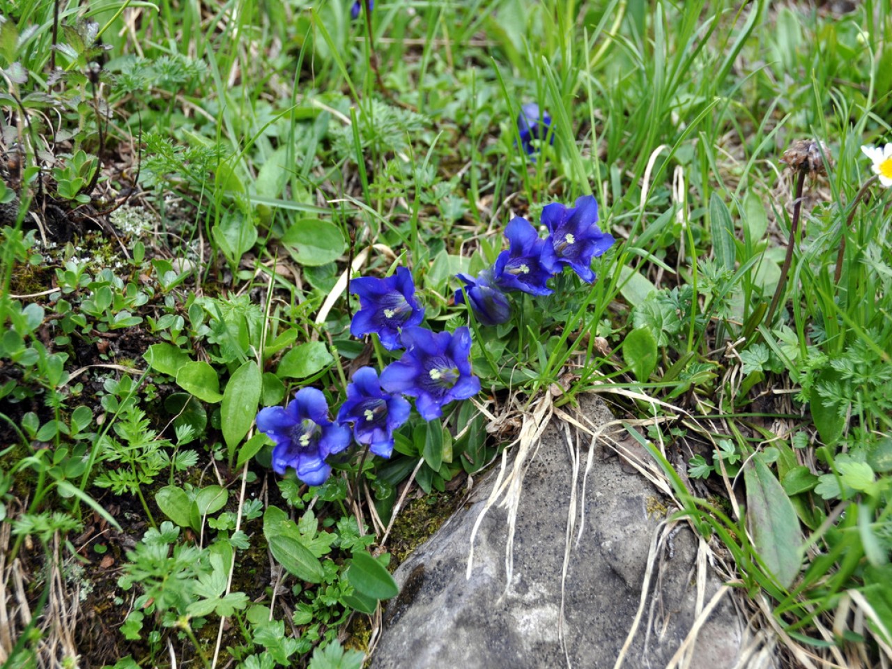  Blauer Enzian