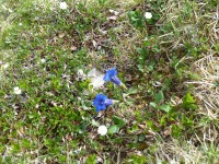 Blumen