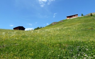  Blumenwiese
