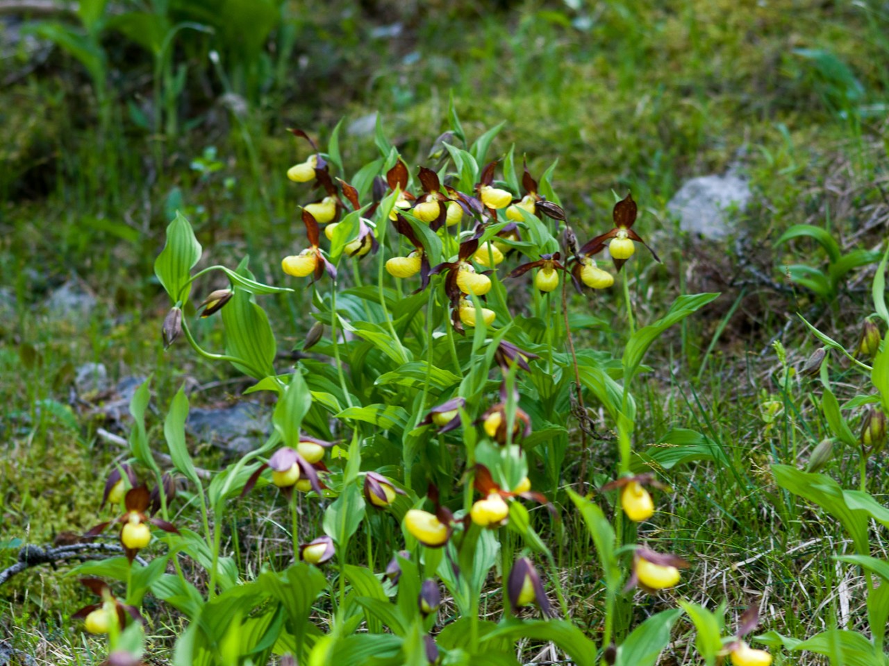  Frauenschuh Lechtal