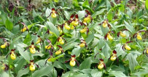  Frauenschuhblüte Feld