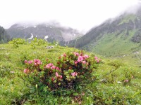 Wanderung_zur_Alpe_Kaisers_im_Juli_2012_-_6.jpg