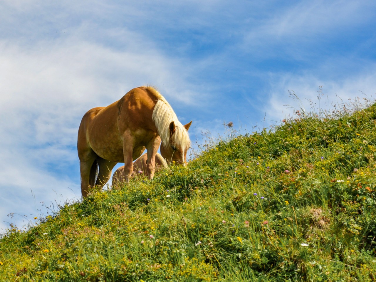  Almwiese mit Pferden